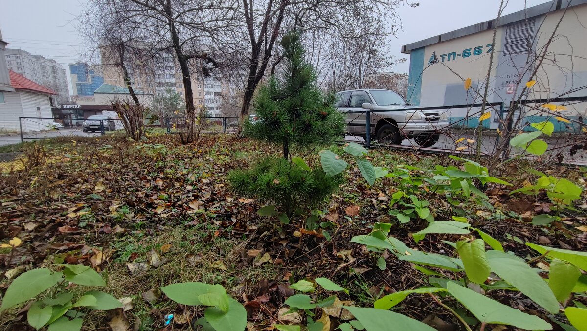 ,,, - Сергей Тимоновский