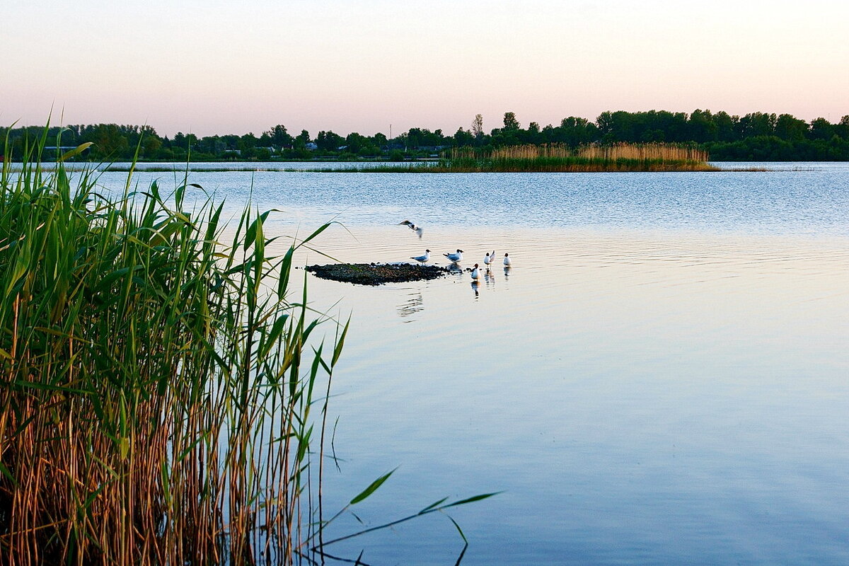 Вечер. Лахтинский Разлив. Отмель. Чайки... - Игорь Тельцов