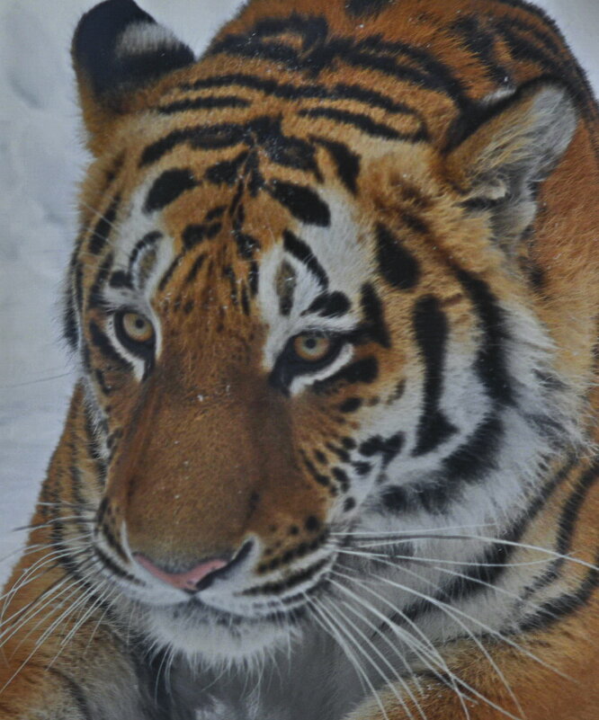 ..., медведь - Анастасия Смирнова