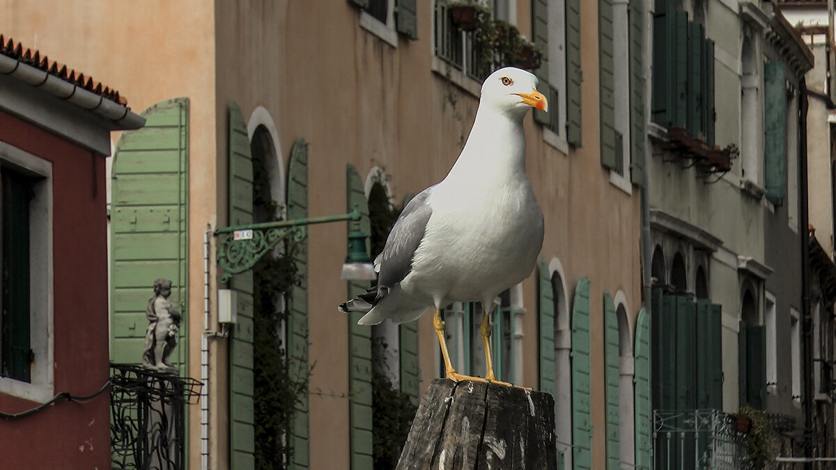 Venezia. - Игорь Олегович Кравченко