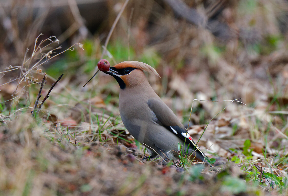 Мировой закусон! - Вячеслав Алтай