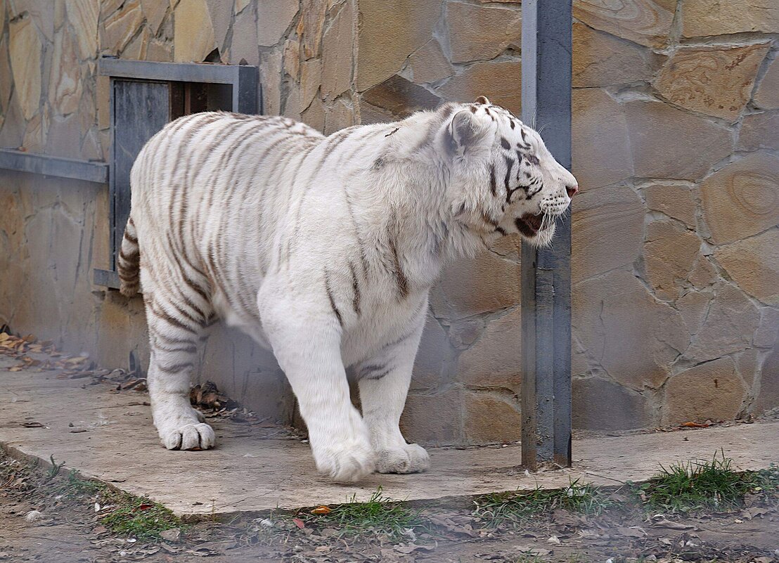 В парке Тайган - Татьяна Тюменка