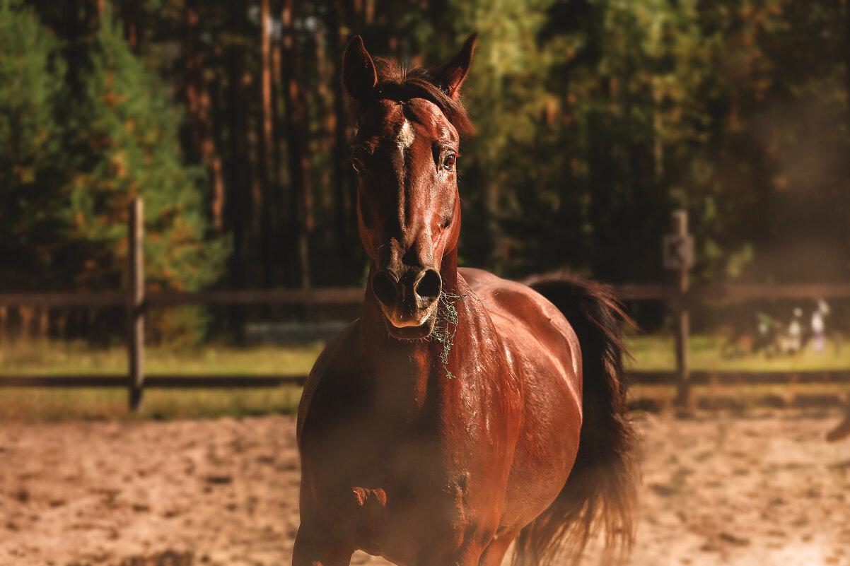 Миттельшпиль - Кристина Щукина