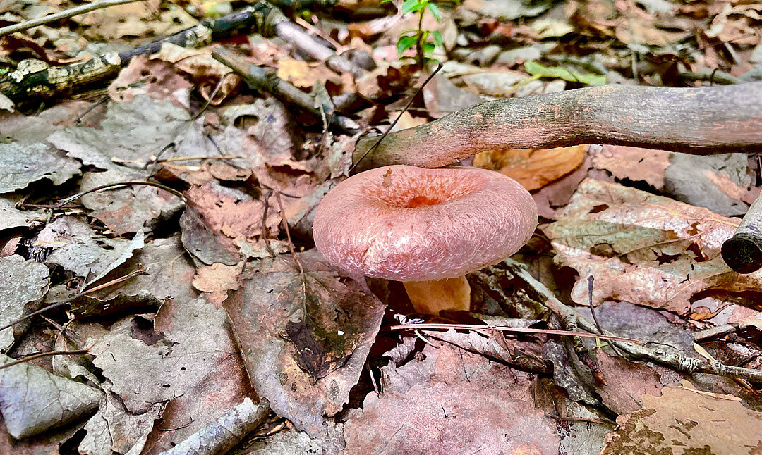Волнушка - Владимир Башко