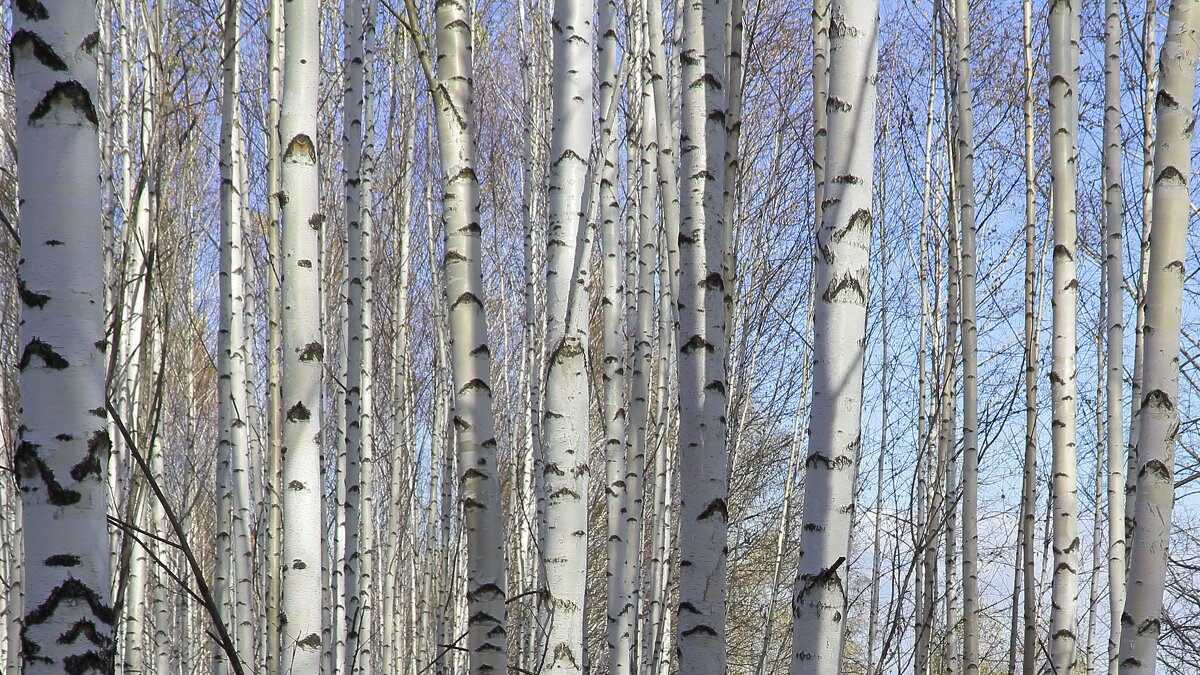 Белоствольные березы России - Нина северянка