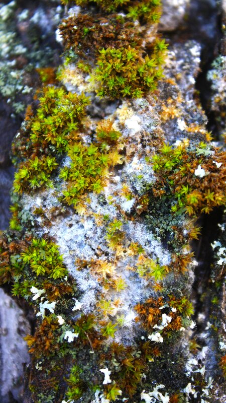 Микромир - Жанна 