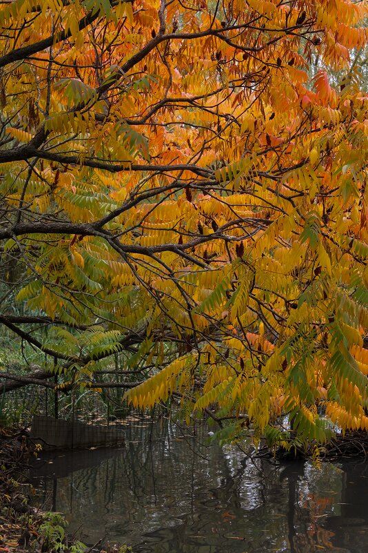 Осеняя пора - Мария Реброва