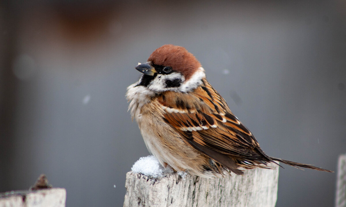 Портрет - Владимир Иванович