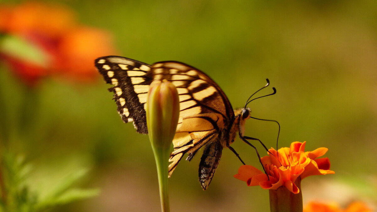 опять про бабочек...64 - Александр Прокудин