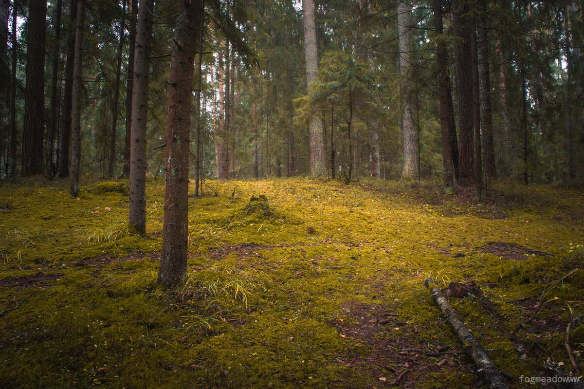 Полянка в лесу - fogmeadowww m