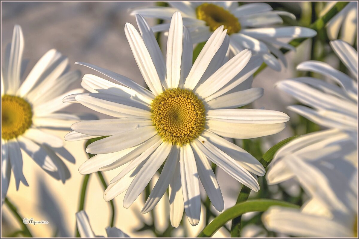 Про лето и цветы - Aquarius - Сергей