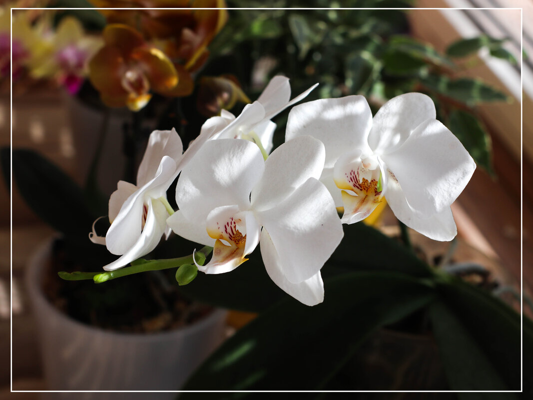 Моя коллекция орхидей - Irene Irene