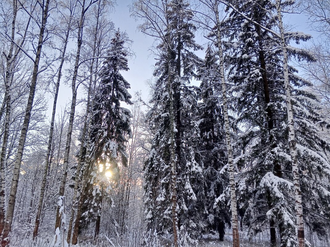 Зима - Сапсан 