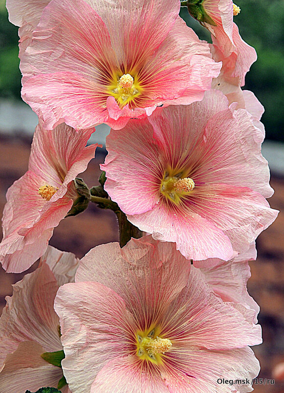 они на радость нам даны - Олег Лукьянов