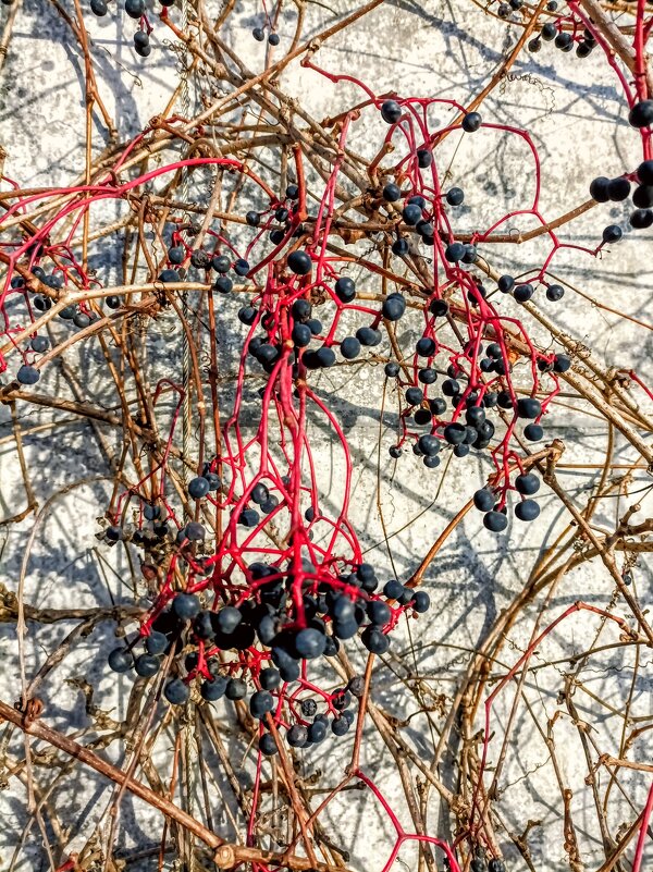 Девичий виноград - Veera V