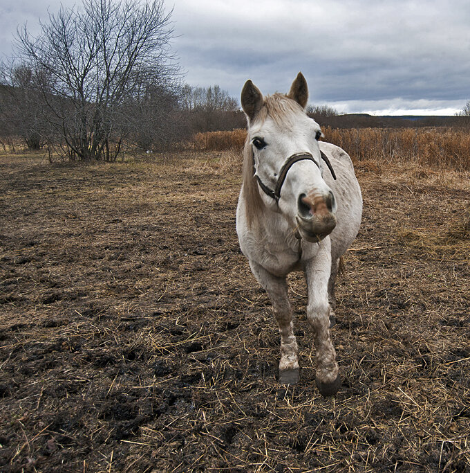 Прогноз погоды не расскажите? - Владимир Хиль