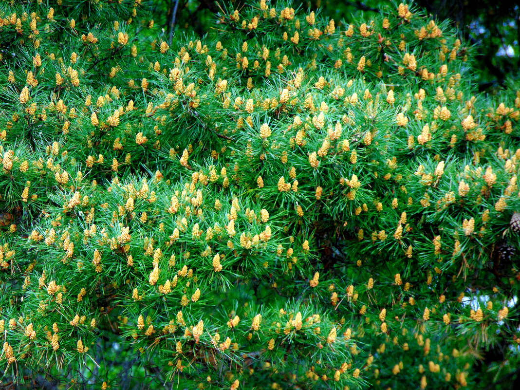 Сосновый ситец. - nadyasilyuk Вознюк