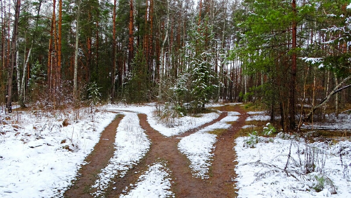 Лес после снегопада. - Милешкин Владимир Алексеевич Лес после снегопада. - Милешкин Владимир Алексеевич