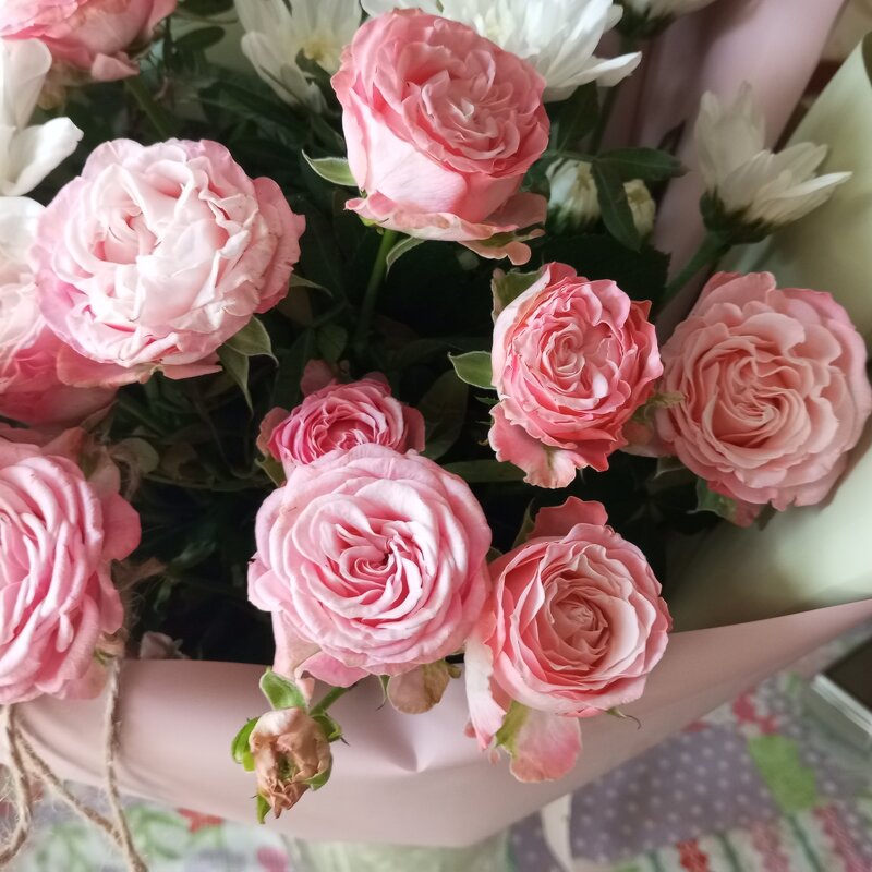 Розочки - Елена Семигина