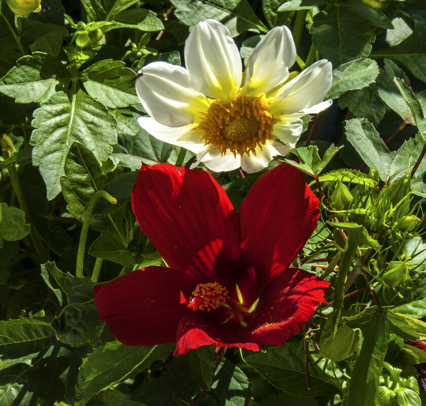 Георгина  белая  и Гибискус - Валентин Семчишин
