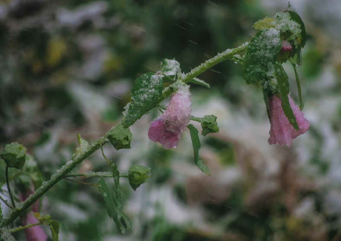 ЦВЕТЫ - Первый Снег - Владимир Максимов ЦВЕТЫ - Первый Снег - Владимир Максимов