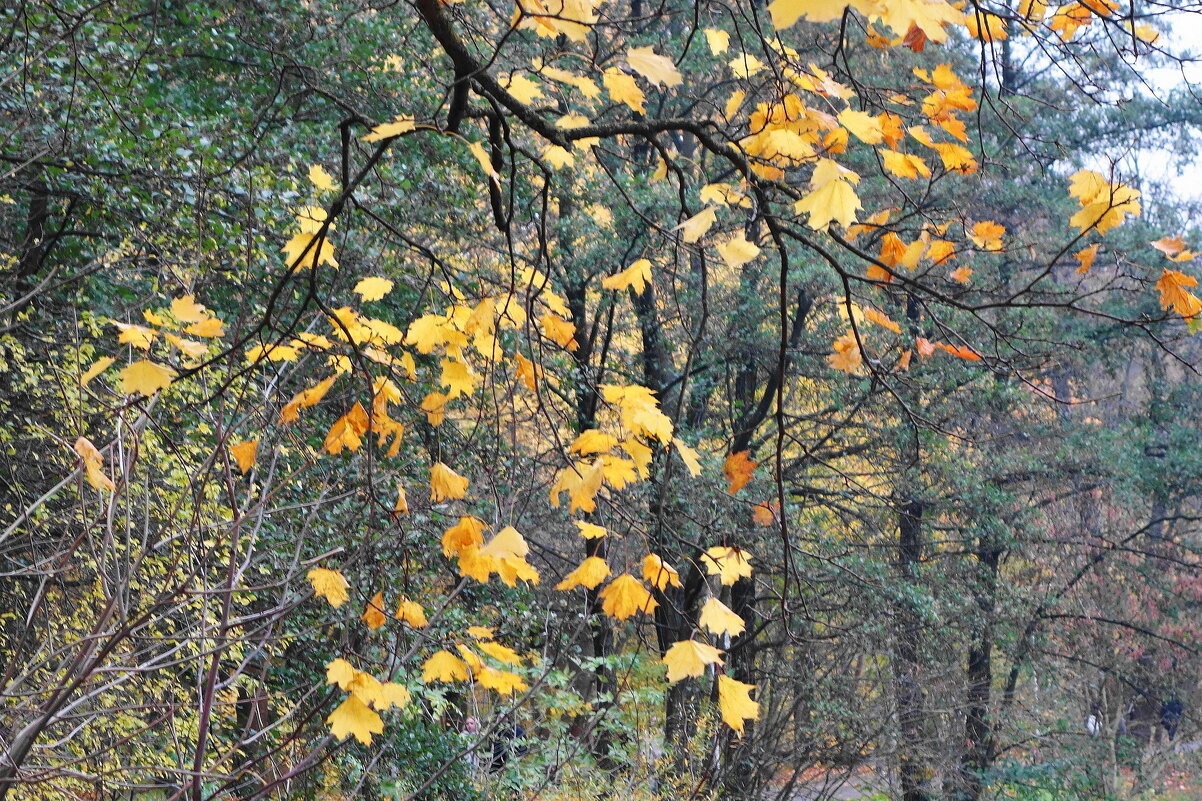 Осенний этюд - Рита Симонова