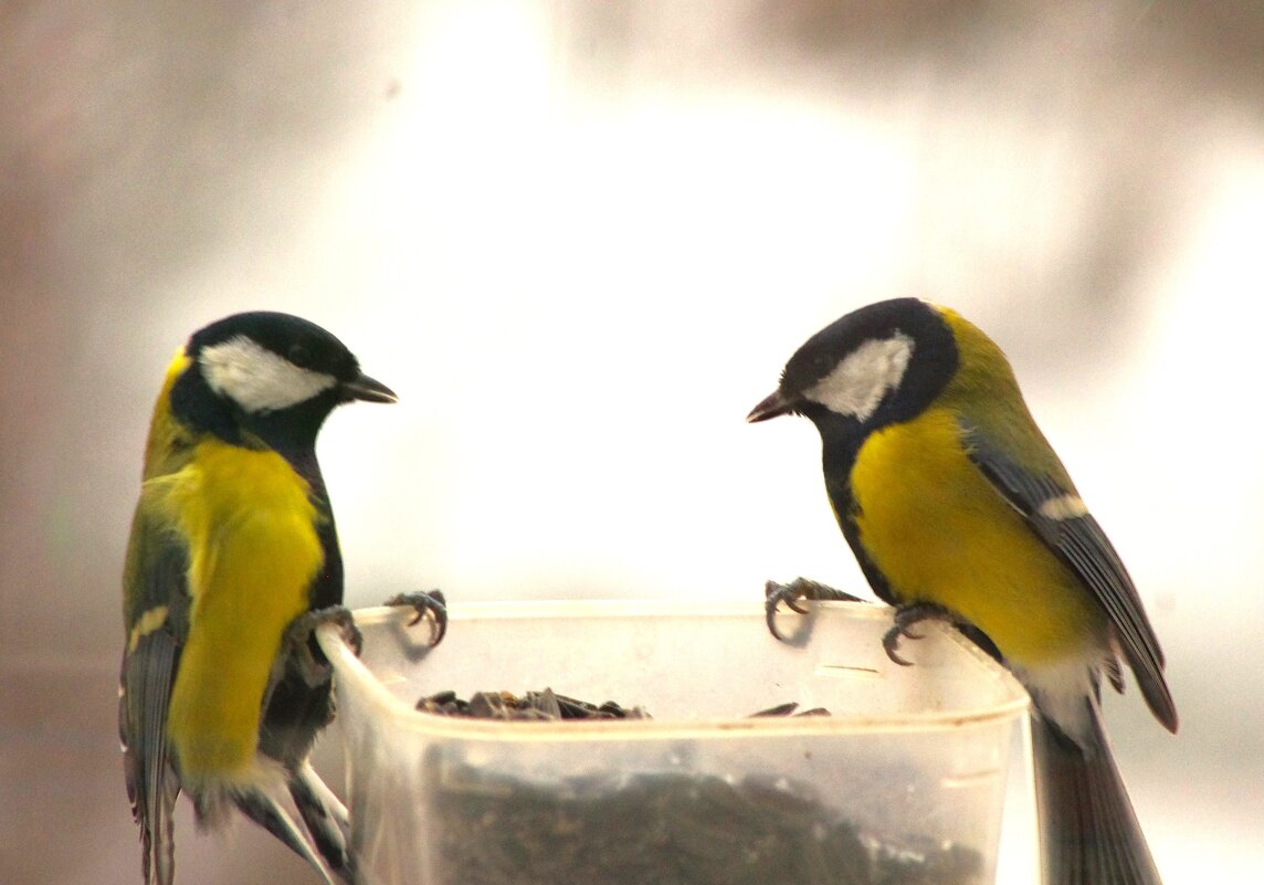 Ну, что ? Приступим ! - Юрий Куликов