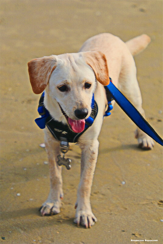 Моя любимая собака Хелли - Владислав Воровский 