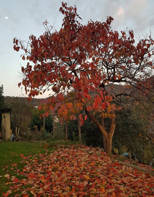 Ноябрь. Хурма - Tata Wolf