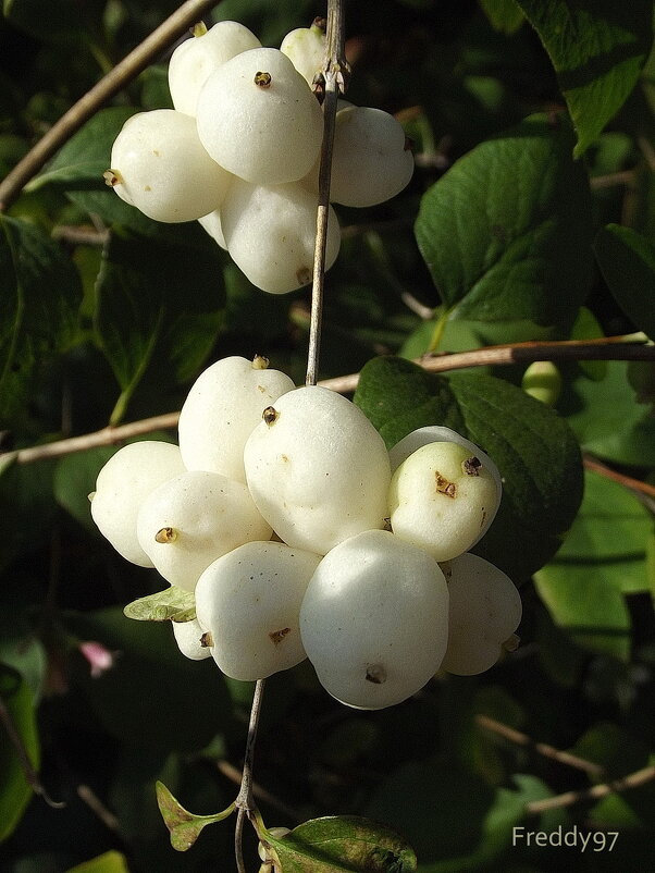 Снежноягодник - Freddy 97