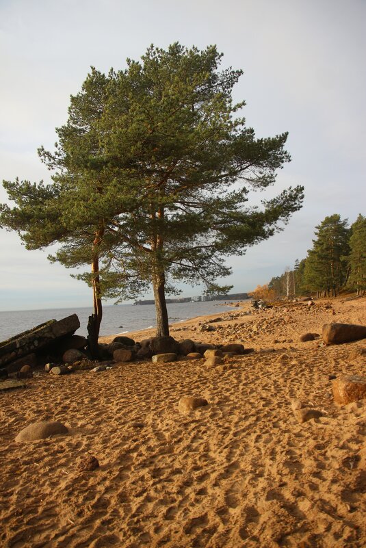 Репино - Наталья Герасимова