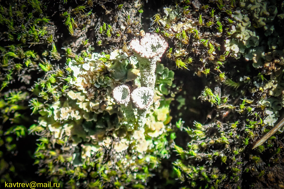 ЛИШАЙНИКИ - HART BAD