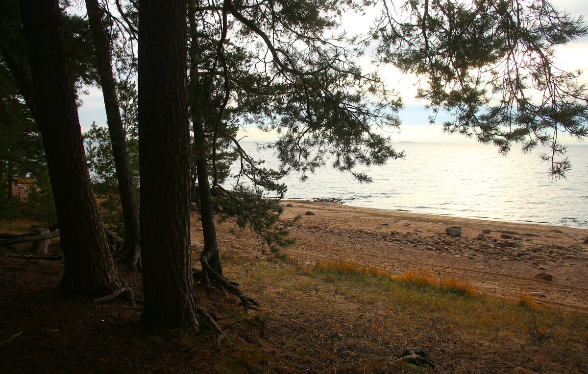 Репино - Наталья Герасимова