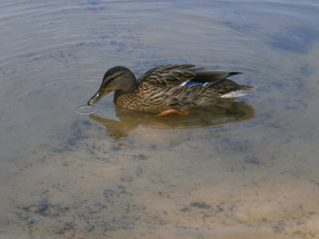 * * * - Алёна Савина