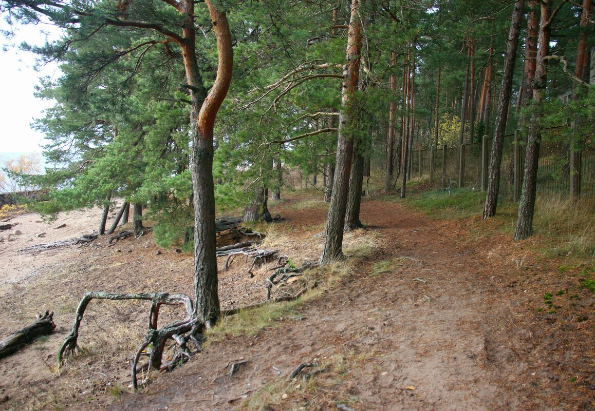 Репино - Наталья Герасимова