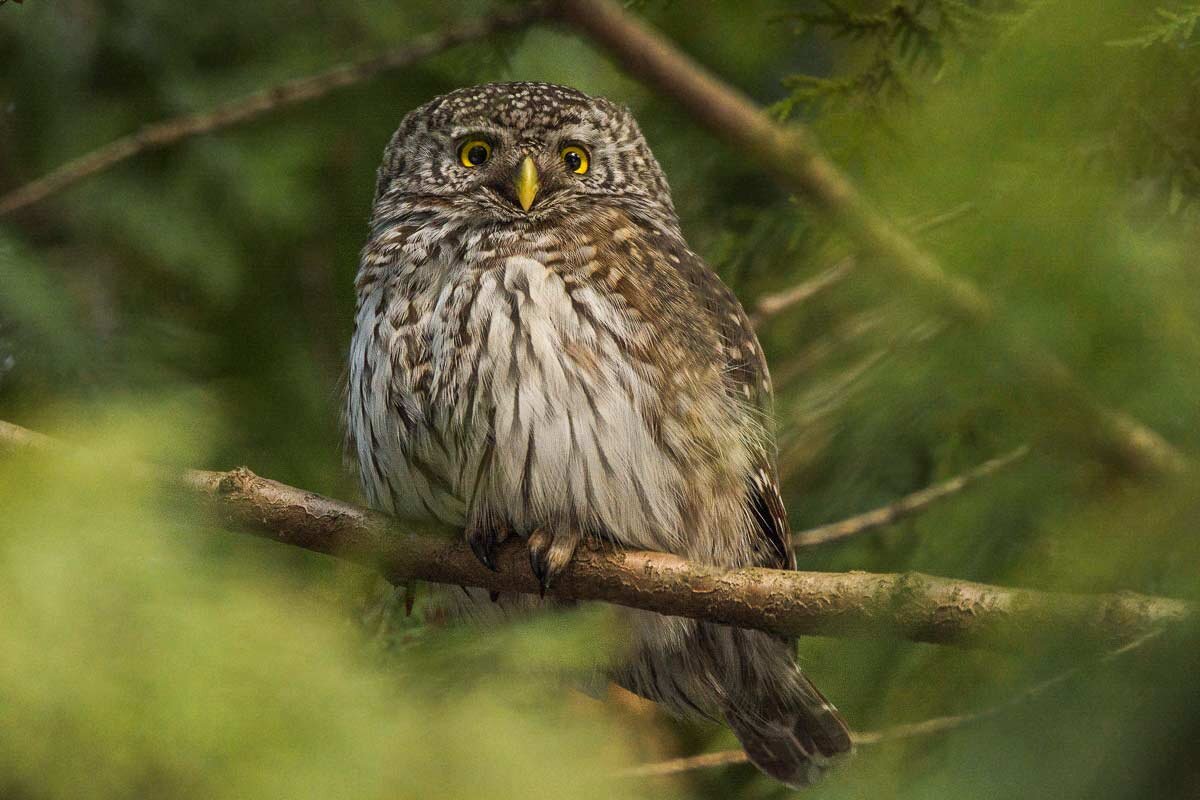 Сыч воробьиный. - Nik Lovec