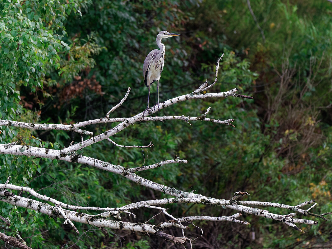 Цапля - Вячеслав Алтай