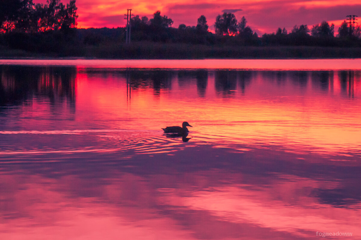 Утка - fogmeadowww m