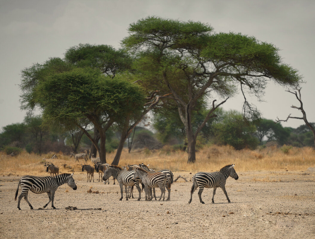 Полосатики... - Liliya 