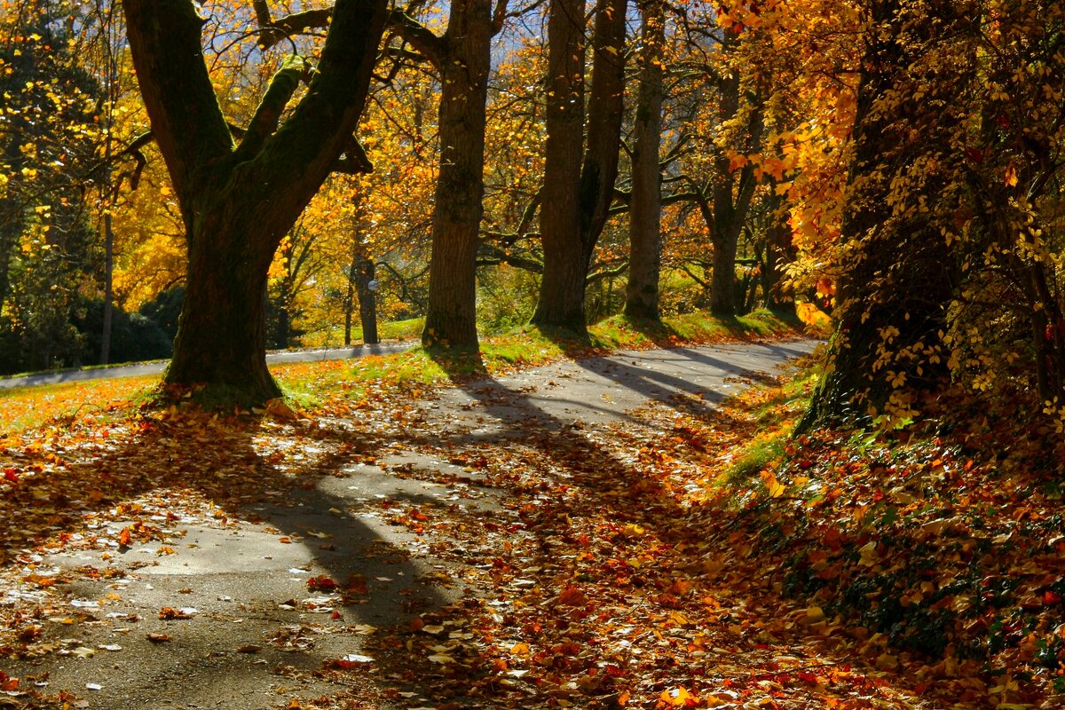 Осенняя дорожка - Юрий. Шмаков