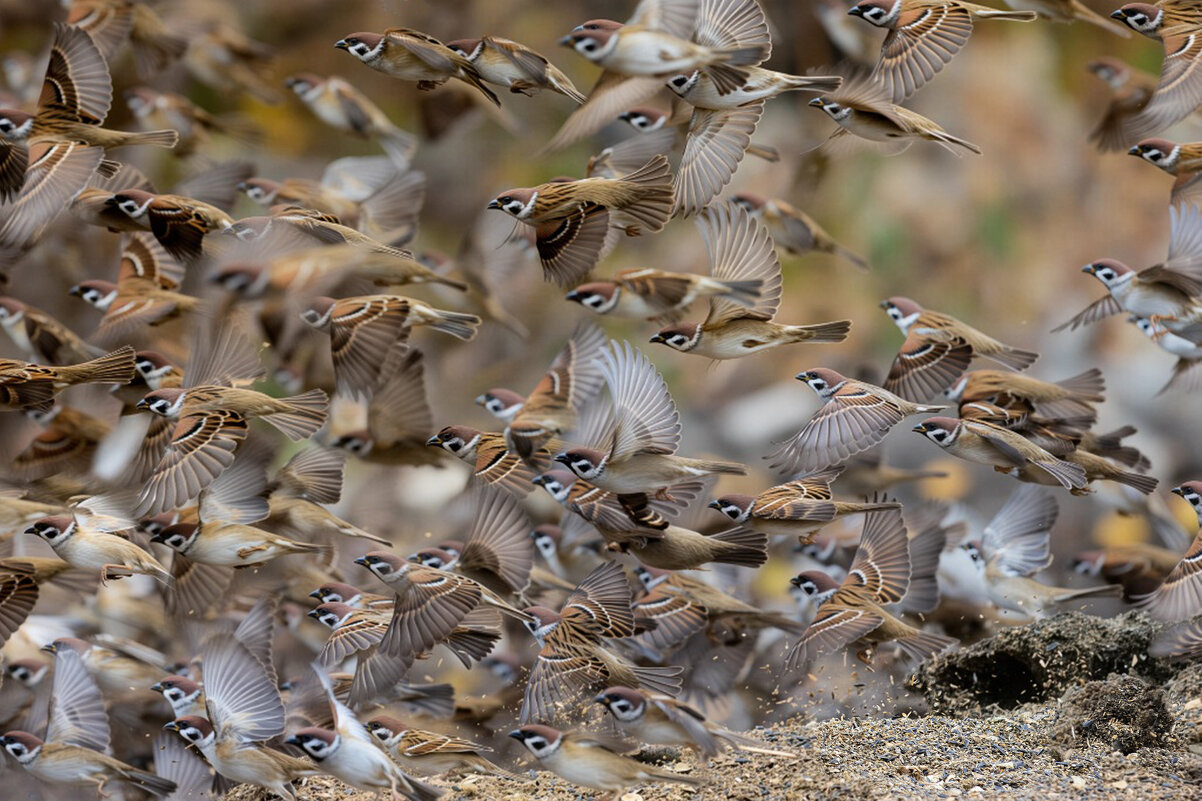 Банда - Валерий Черняк