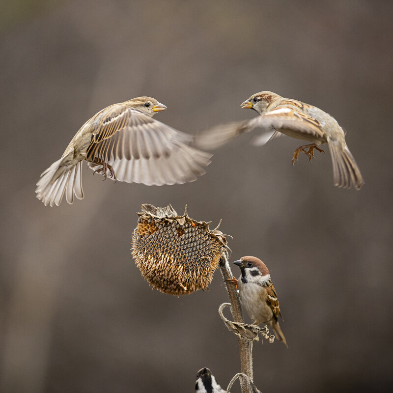 Противостояние - Валерий Черняк