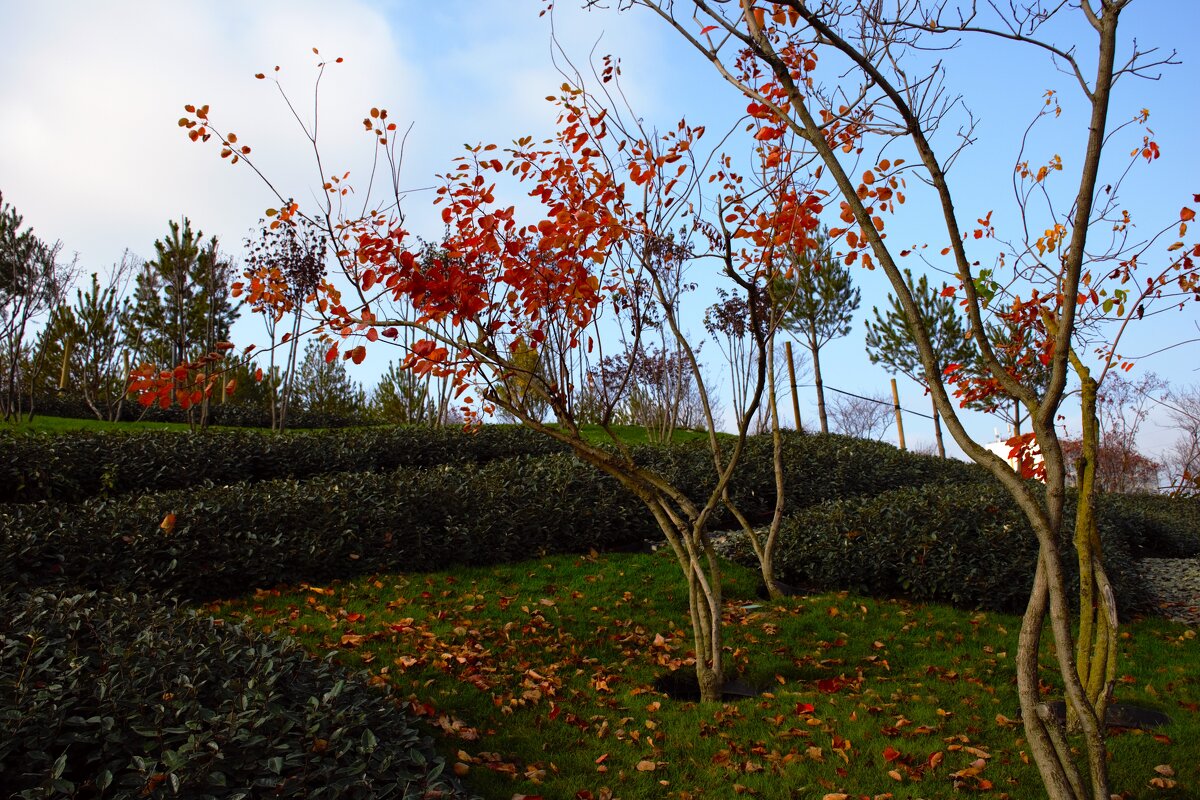 Осень. - Юрий Полторыхин.