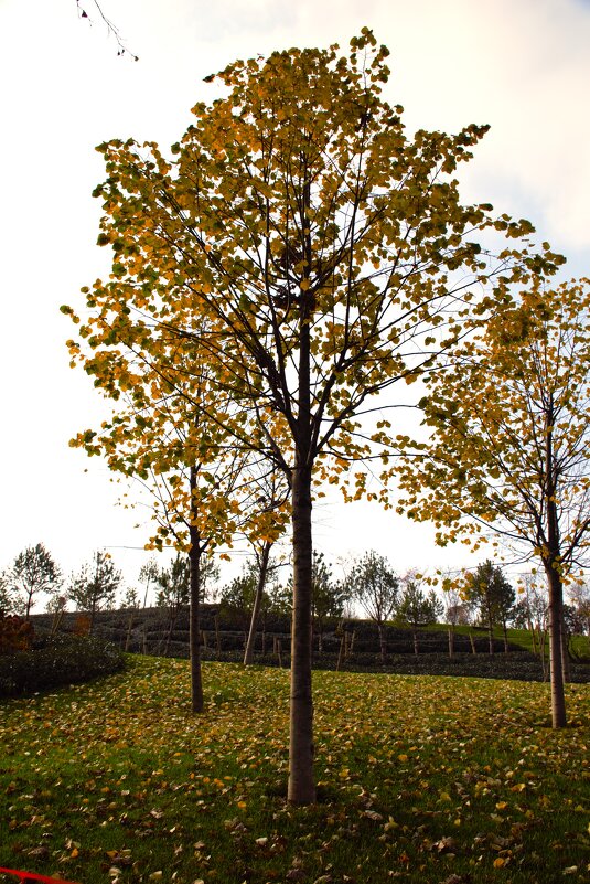 Листопад. - Юрий Полторыхин.