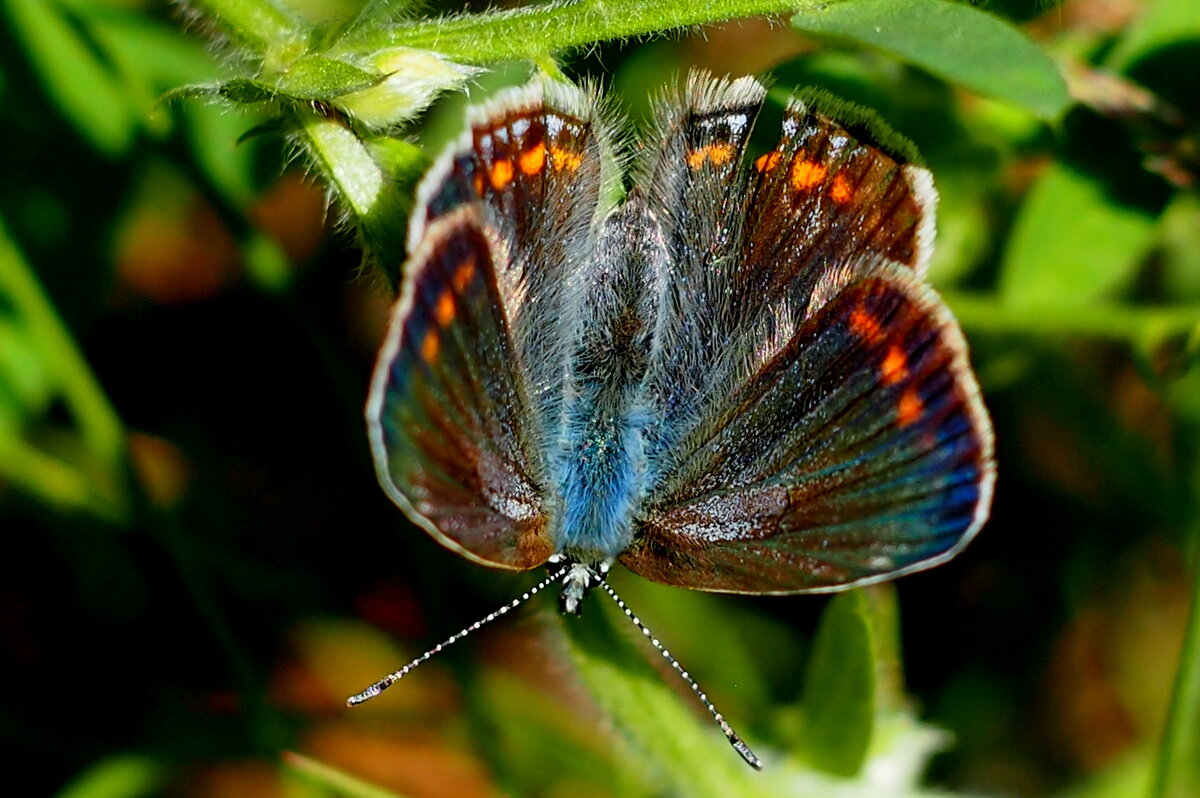 опять про бабочек...68 - Александр Прокудин опять про бабочек...68 - Александр Прокудин