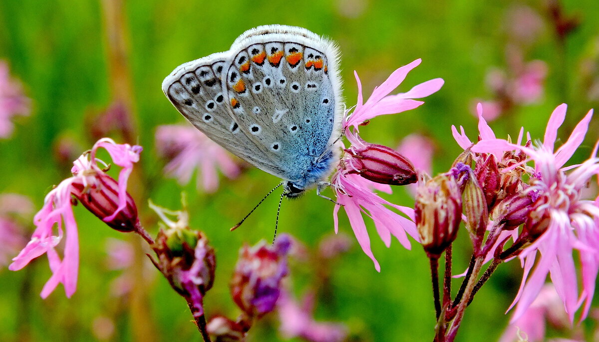 опять про бабочек...70 - Александр Прокудин