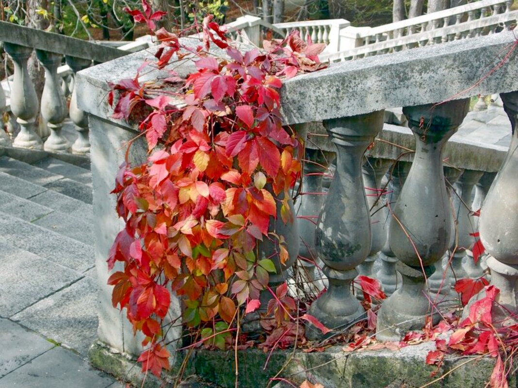 Осень - Galina Solovova