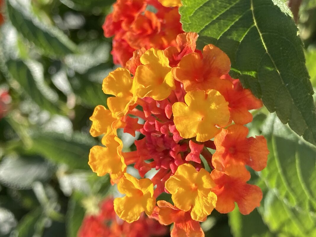 Лантана - Ольга Савельева 