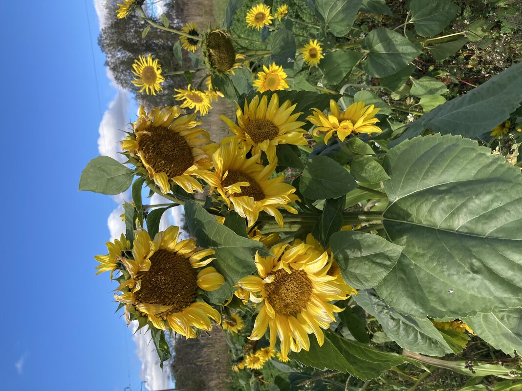 Раскидистый подсолнух - Ольга Савельева 