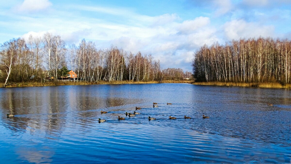 Кряквы, оставшиеся на зимовку на Смоленщине. - Милешкин Владимир Алексеевич 